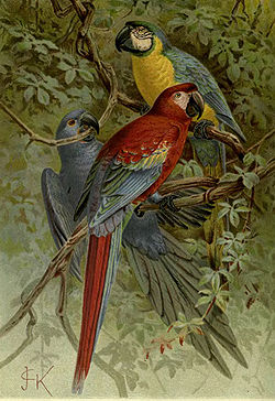 250px-MacawsLyd.jpg