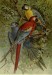 250px-MacawsLyd.jpg